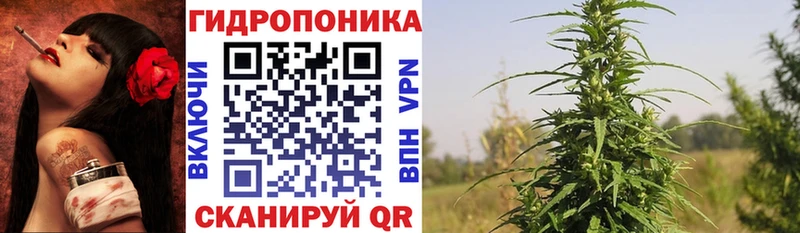 Конопля сатива  Воскресенск 